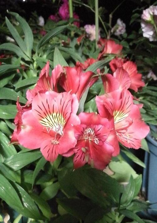 花朵中的友谊（探寻象征友谊的花朵之美）