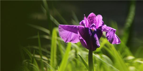 花开寂静忧郁倾城（以何花代表沉默忧郁深入揭秘心境之谜）