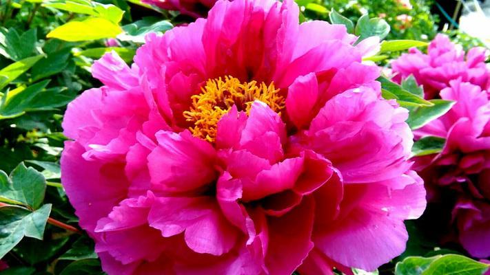 牡丹花语（探寻黑牡丹）