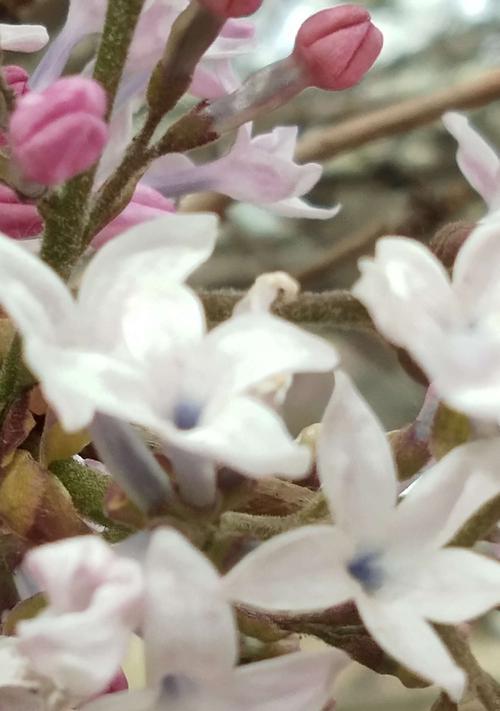 五瓣丁香花语的意义与传承（深入探索五瓣丁香花语的内涵）