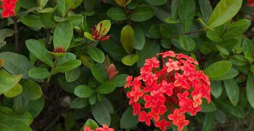 仙丹花（一个神奇的花朵）