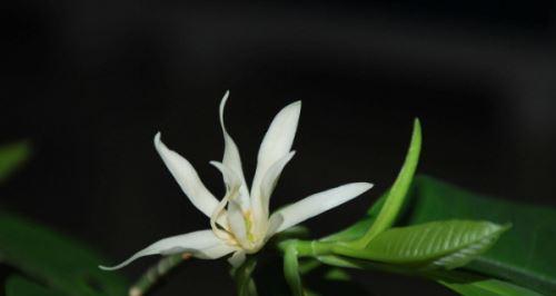 白兰花（传递心灵的美丽与力量）
