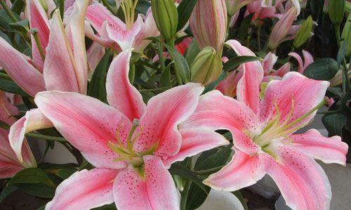 百合花的象征意义（纯洁和爱情的化身）
