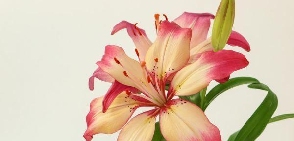 百合花（百合花的花语与含义解析）