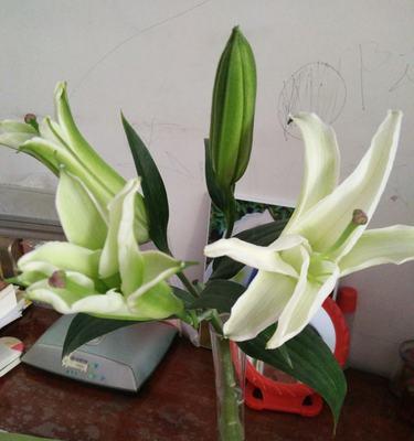 百合花（探寻百合花的美丽与意义）