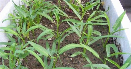 空心菜种植全攻略（如何选择合适的种植时间）
