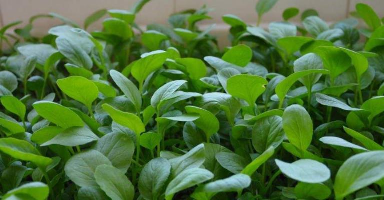 空心菜种植全攻略（如何选择合适的种植时间）