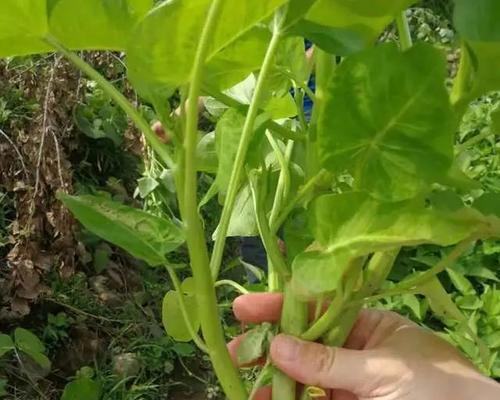 空心菜的生食好处（为什么可以生吃）
