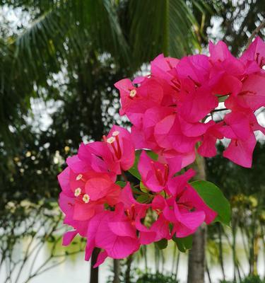 探秘三亚市花（揭开三亚市花的神秘面纱）