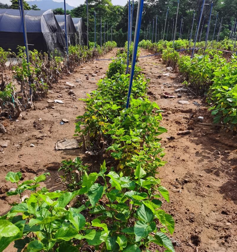 如何确定桑树种植间距（科学规划种植间距）