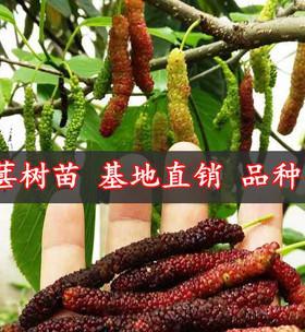 选择什么品种的桑葚苗最好（探讨影响桑葚苗品种选择的因素）