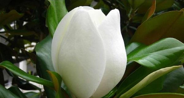 广玉兰花（广玉兰花的花语与寓意及其在人们生活中的启示）