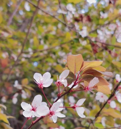 红叶李的花语与象征意义（红叶李花的神秘与浪漫）
