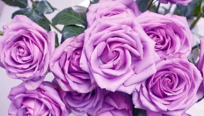 玫瑰花的花语——浪漫之美（玫瑰花的花语意义及传承）