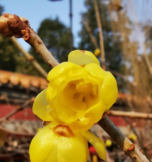 白梅花的花语（优雅纯洁的白梅花传递的是什么信息）
