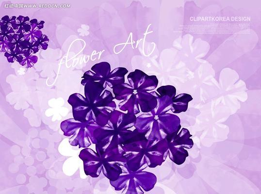 风信子花语（解读紫色风信子的花语及其象征意义）