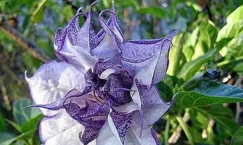 揭示虚伪真相的花海（以代表虚伪的花语为线索）