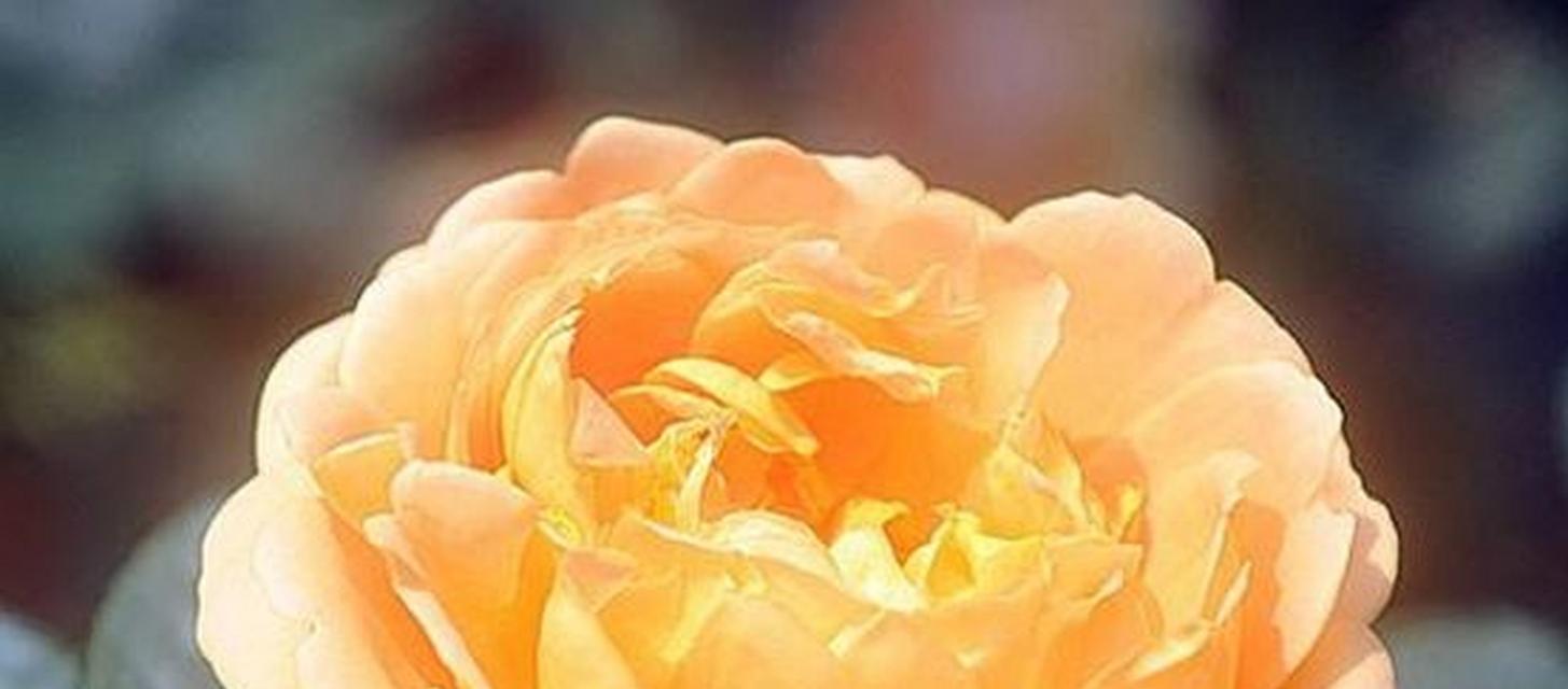 揭示虚伪真相的花海（以代表虚伪的花语为线索）