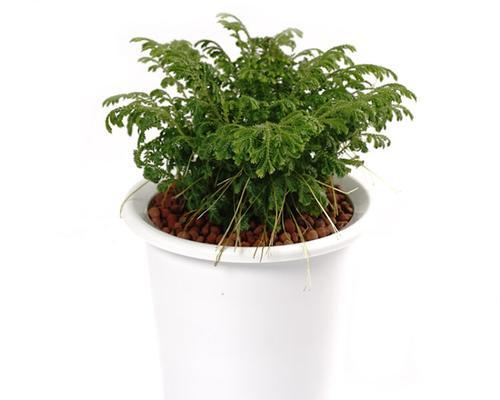 椰糠肥料的神奇之处（适合种植哪些植物）