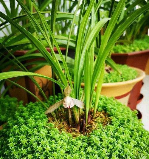 用椰砖种兰花，不仅环保还美观（椰砖兰花盆的制作方法和兰花养护技巧）