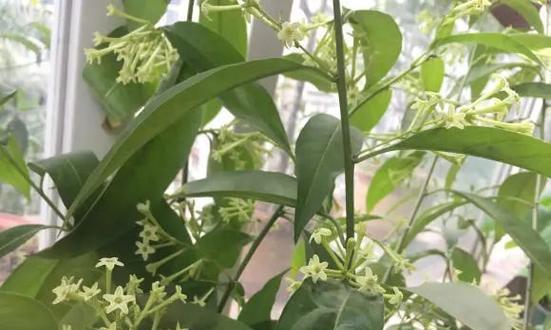 夜来香的花语与含义（探究夜来香花语的来源及象征意义）