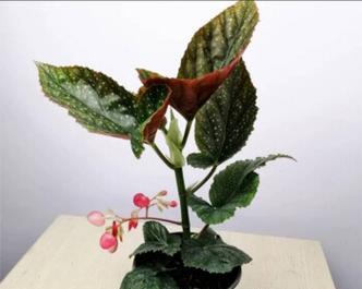 一年四季都开花的盆栽花卉（打造鲜花盛宴——15种让你花园四季芬芳的植物）