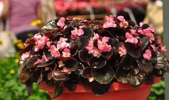 四季常青的花园——一年四季都开花的花卉（打造花期连绵的缤纷花园）
