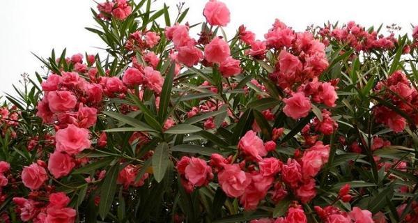 夹竹桃花语与寓意——探索花朵的隐含含义（揭开夹竹桃花朵的神秘面纱）