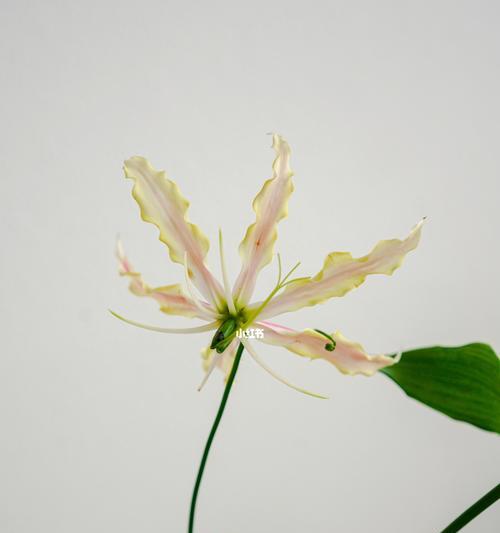 嘉兰之美（嘉兰的花语传递着东方的美丽与祝福）
