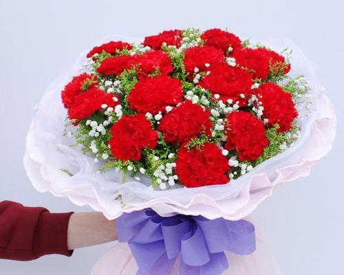 康乃馨（康乃馨花开）