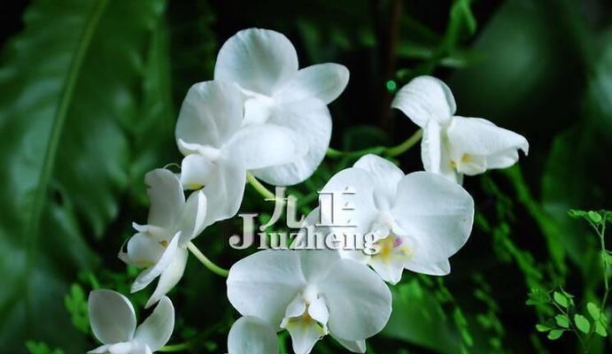 兰花的花语与寓意（探寻兰花的含义与象征）