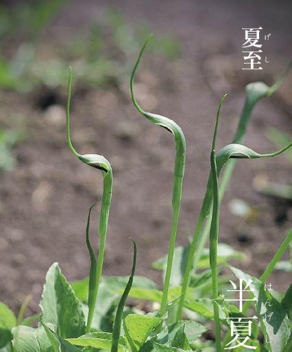 当归黄叶病的原因与治疗方法（从根源找治疗）