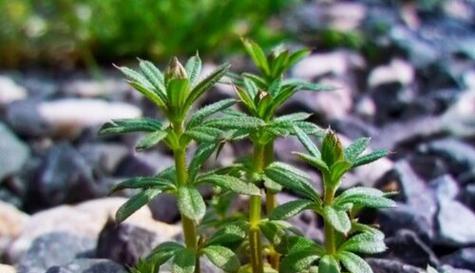探究刀口药的植物类别及药用价值（掌握刀口药的药用知识）
