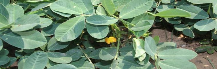 地豆的种植时间和方法详解（从选种到收获全方位指导）