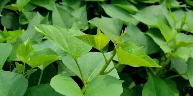 地瓜叶的冷冻保存方法（保持新鲜）
