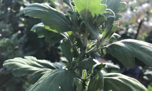 菊花施肥指南：什么肥料最适合？如何正确施肥？