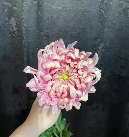 鲜切菊花如何正确醒花？醒花方法有哪些？