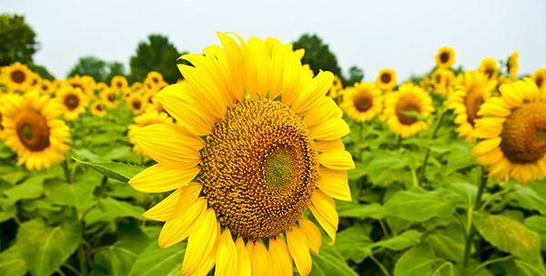 向日葵的花语是什么？如何理解向日葵的真正含义？