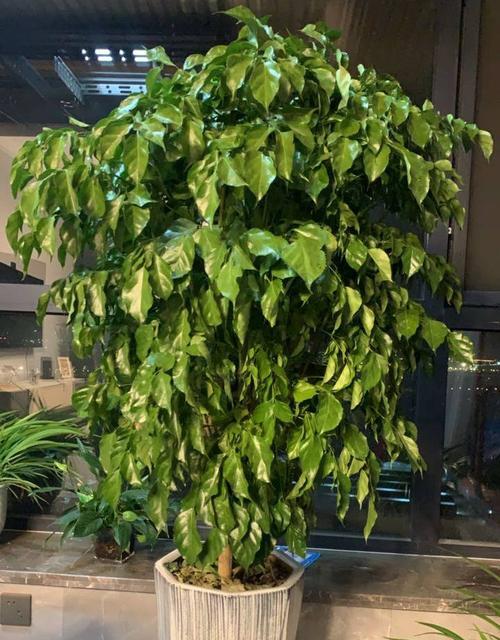 幸福树开花的寓意是什么？