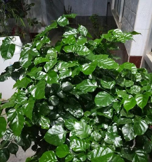 幸福树开花的寓意是什么？