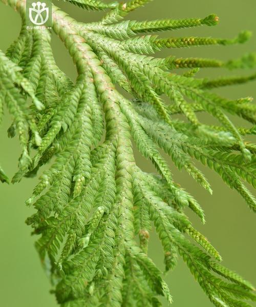 卷柏属于什么植物类型？卷柏的分类和特性是什么？