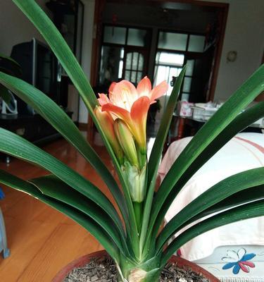 君子兰多久开花一次？影响开花周期的因素有哪些？