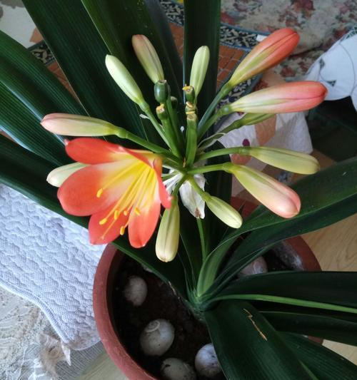 君子兰多久能开花？如何加速开花过程？