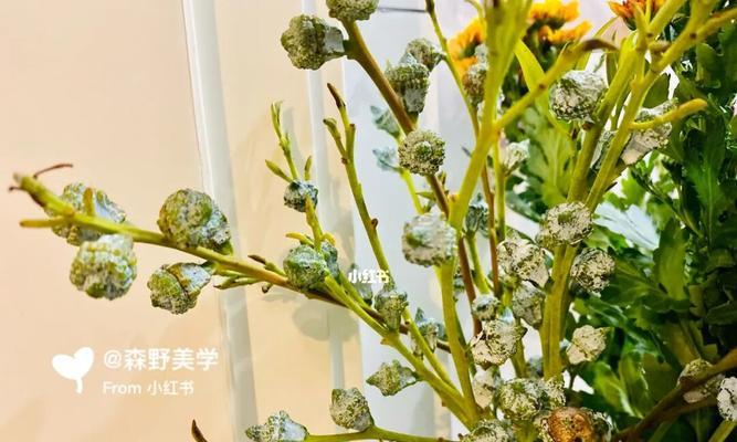 尤加利花语是什么意思？如何正确解读尤加利的花语含义？