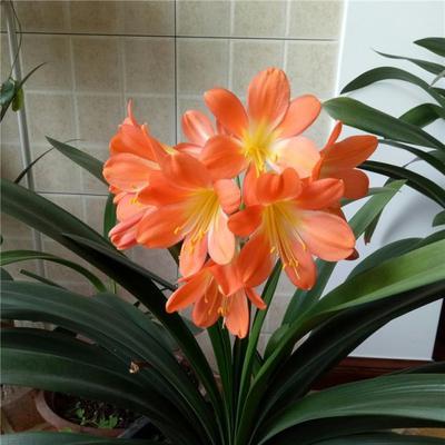 君子兰开花寓意着什么？开花预示着哪些好兆头？