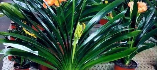 君子兰耐旱吗？同时它又是耐寒植物吗？