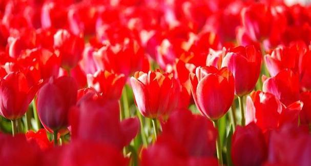 郁金香花语是什么？如何解读郁金香的象征意义？