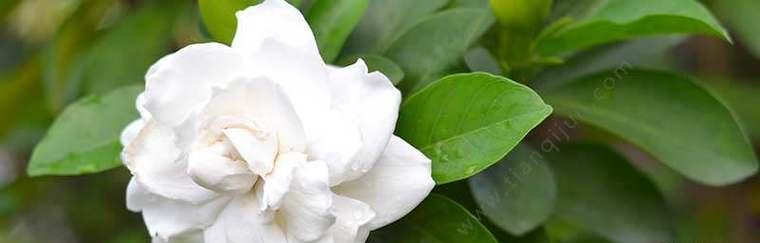 栀子花花语象征与寓意是什么？如何正确解读？