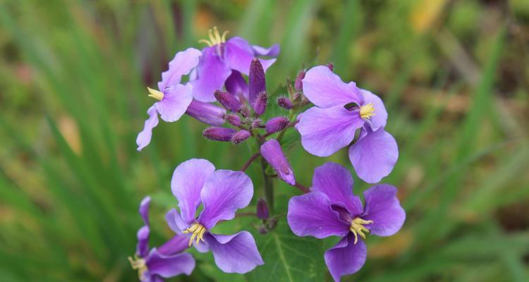 诸葛菜花语是什么？了解其象征意义及用途？