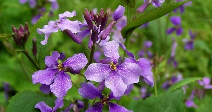 诸葛菜花语是什么？了解其象征意义及用途？